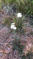 Achillea millefolium