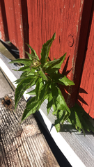 Eupatorium cannabinum