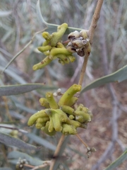 Dasineura glauca