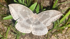 Cyclidia substigmaria nigralbata