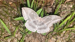 Cyclidia substigmaria nigralbata