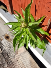 Eupatorium cannabinum