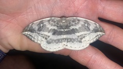 Cyclidia substigmaria nigralbata