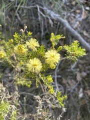 Melaleuca thymoides