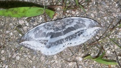 Cyclidia substigmaria nigralbata