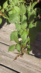 Rubus