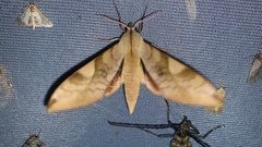 Clanis bilineata