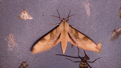 Clanis bilineata