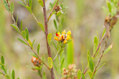 Pultenaea myrtoides