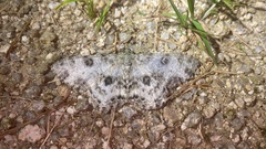 Ophthalmitis albosignaria