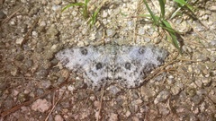 Ophthalmitis albosignaria