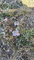Achillea millefolium