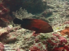 Cephalopholis nigripinnis