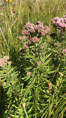 Eupatorium cannabinum