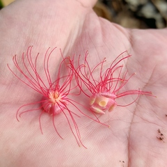 Barringtonia acutangula