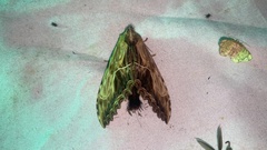 Dudusa sphingiformis