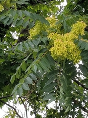 Ailanthus altissima
