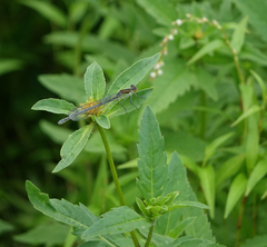 Erythromma najas najas