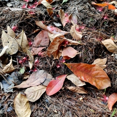 Barringtonia acutangula