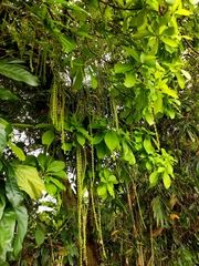 Barringtonia acutangula