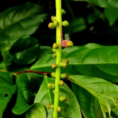Barringtonia acutangula