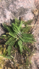 Achillea millefolium