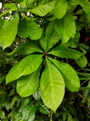 Barringtonia acutangula