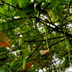 Barringtonia acutangula