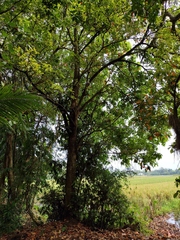 Barringtonia acutangula