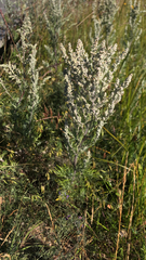 Artemisia absinthium