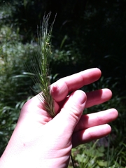 Hordelymus europaeus