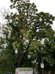 Ailanthus altissima