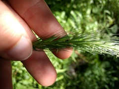 Hordelymus europaeus