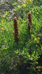 Orobanche laserpitii-sileris