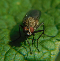 Muscoidea