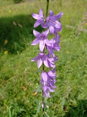 Campanula bononiensis