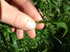 Hordelymus europaeus