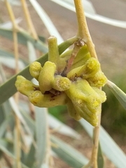 Dasineura glauca