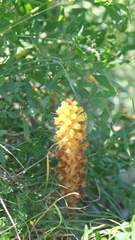 Orobanche laserpitii-sileris
