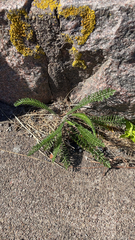 Achillea millefolium