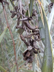 Dasineura glauca