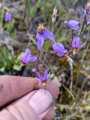 Primula pauciflora cusickii