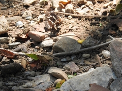 Neptis pryeri