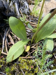 Primula pauciflora cusickii