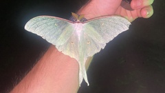 Actias gnoma