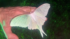Actias gnoma