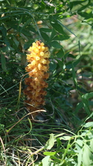Orobanche laserpitii-sileris