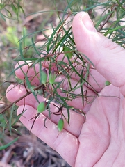 Persoonia nutans