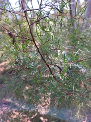 Persoonia nutans