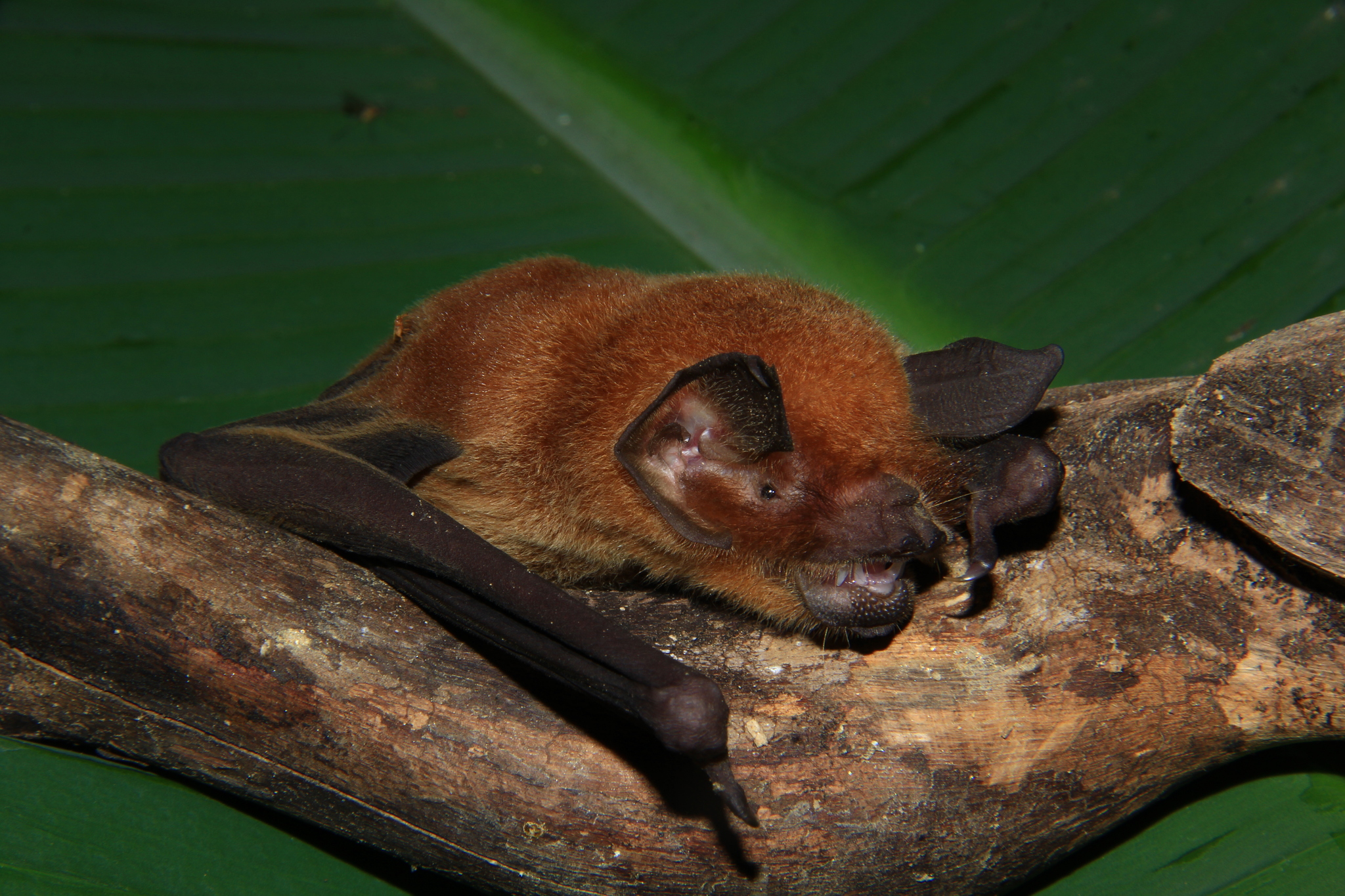 Allen's Common Mustached Bat